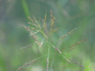 Close-up of wheatgrass in a Texas field