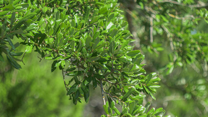 Close-up of green oak leaves
