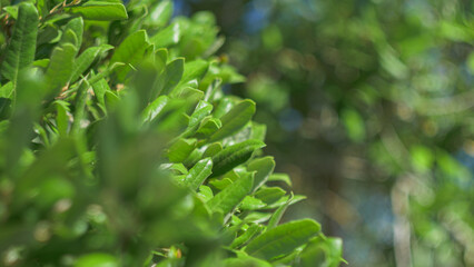 Close-up of green oak leaves