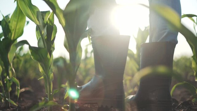 Agriculture. Farmer in rubber boots walk through corn field. Farmer feet in boots in soil with corn. Agriculture concept. Farmer in rubber boots in corn field. Agricultural business corn. Fertile soil