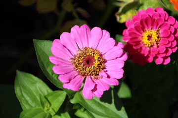 Obraz premium Pink Zinnia, Edmonton, Alberta