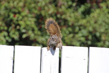 Squirrel On The Fence, Edmonton, Alberta
