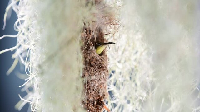 Olive-backed sunbird building nest