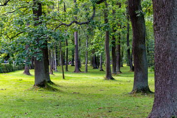 Naklejka premium trees in the forest in summertime