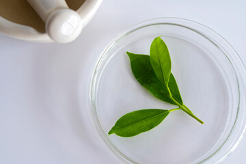 Natural organic botany and scientific glassware, Alternative herb medicine