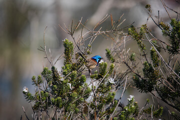 Variegated Fairywren (Malurus lamberti) - Male perched on branch