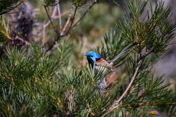 Variegated Fairywren (Malurus lamberti) - Male perched on branch
