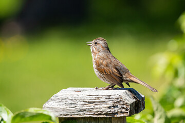 singing sparrow standing on top of a wooden fence in the park on a sunny day