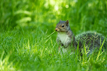 close up of a cute squirrel standing on the ground surrounded by green grasses in the park