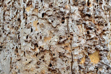 Close-up shot of a tree trunk without bark with numerous injuries left by the bark beetle.