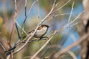 Portrait of a house sparrow on a bush close up 