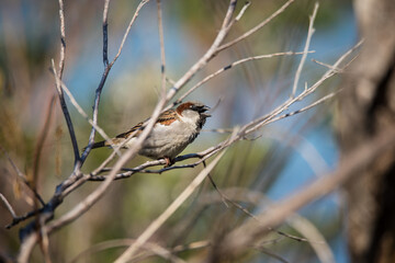 Portrait of a house sparrow on a bush close up 