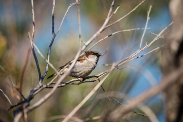 Portrait of a house sparrow on a bush close up 
