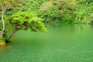 富山県庄川水記念公園にある庄川に浮かぶ島の松と山の木々