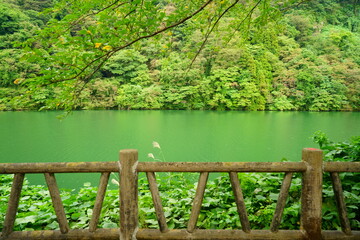 富山県庄川水記念公園にある庄川と山の木々の遊歩道