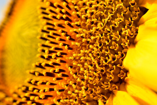 Macro shot of a blooming sunflower. Texture drawing.