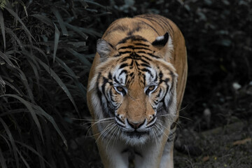 Big Tiger watching in the dark to strike their prey, tiger is a natural carnivore predator. 