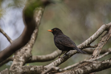 Male Blackbird on a branch in a forest.