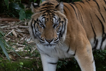 Big Tiger watching in the dark to strike their prey, tiger is a natural carnivore predator. 