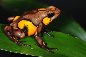 Oophaga histrionica Quibdo