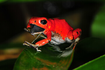  Oophaga pumilio Redfrogbeach