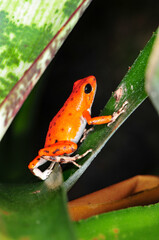  Oophaga pumilio Redfrogbeach