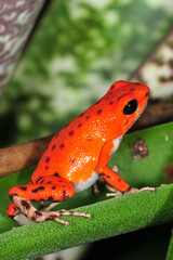 Oophaga pumilio Redfrogbeach