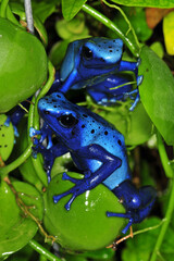 Dendrobates tinctorius azureus