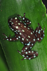 Excidobates mysteriosus