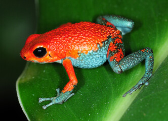 Oophaga granifera Costa Rica