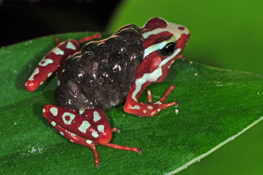 Epipedobates anthonyi