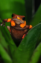 Oophaga histrionica Quibdo