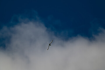 White-tailed Tropicbird