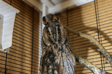 Long-eared owl in a cage.