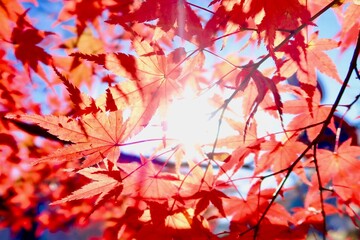 紅葉に差し込む木漏れ日