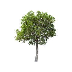 Tree isolated on white background.