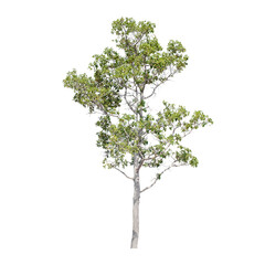 Tree isolated on white background.