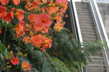 계단과 수선화