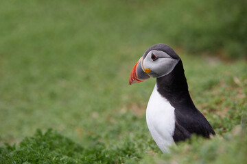 puffin standing on a rock cliff . fratercula arctica