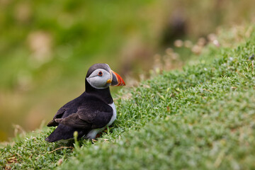 puffin standing on a rock cliff . fratercula arctica