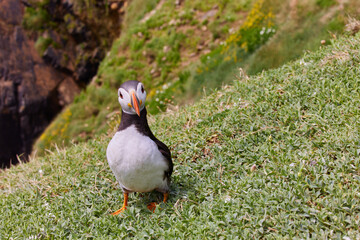 Atlantic Puffins bird or common Puffin in ocean blue background. Fratercula arctica. Ireland most popular birds.