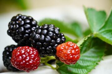 Brombeeren im Naschgarten