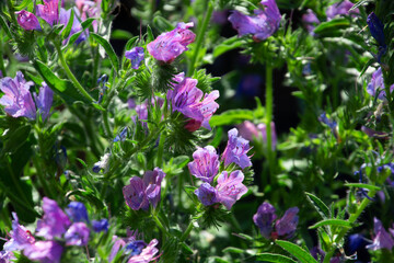 Purple viper's bugloss also called blueweed flowering in the sunny summer