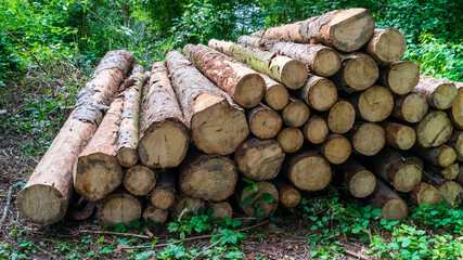 a pile of felled trees 