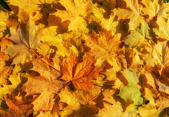 Naklejka na ściany i meble Autumn yellow and orange maple leaves background