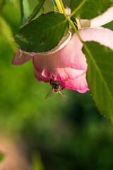 little bee sits on a rose