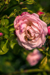 little bee sits on a rose