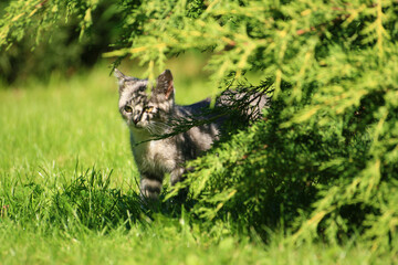 Domestic cat on the lawn among the branches