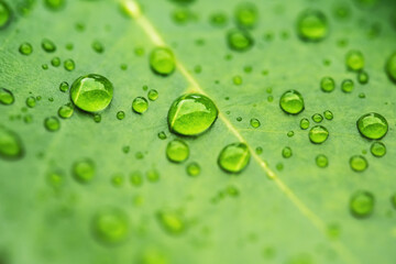 Rain water on green leaf macro.Beautiful drops and leaf texture in nature.