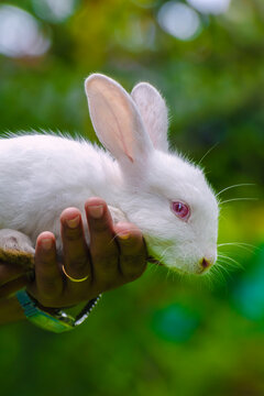 Albino Rabbit close-up portraiture photograph. Human and pets loving relationship concept.